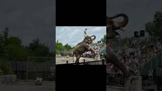 Old Times Circus Elephant Art #animals #circus #funny #viral #shorts