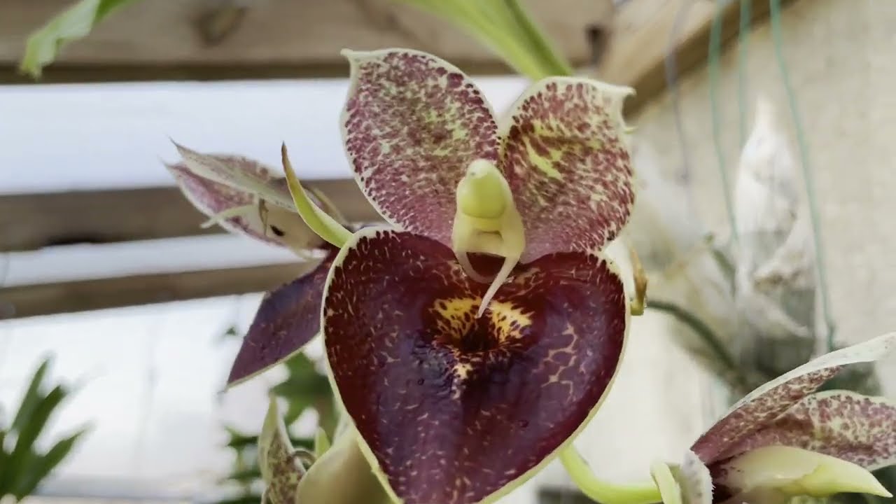 Floracion Catasetum y algunos consejos.