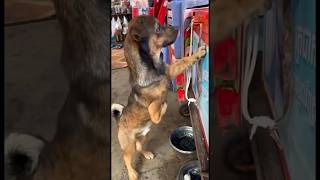 Oooooh My God How Are You Feeling Dog? I Am So Pity Of Him?