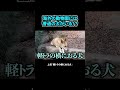 動物園に普通の犬 #ブチギレ氏原 #上田 #サカモト #旅行
