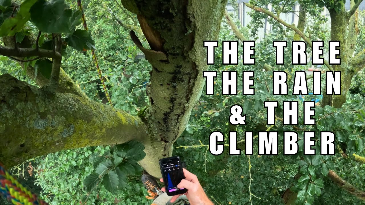 Climbing and reducing a big beech in pouring rain (SRT climbing, redirects, reduction)