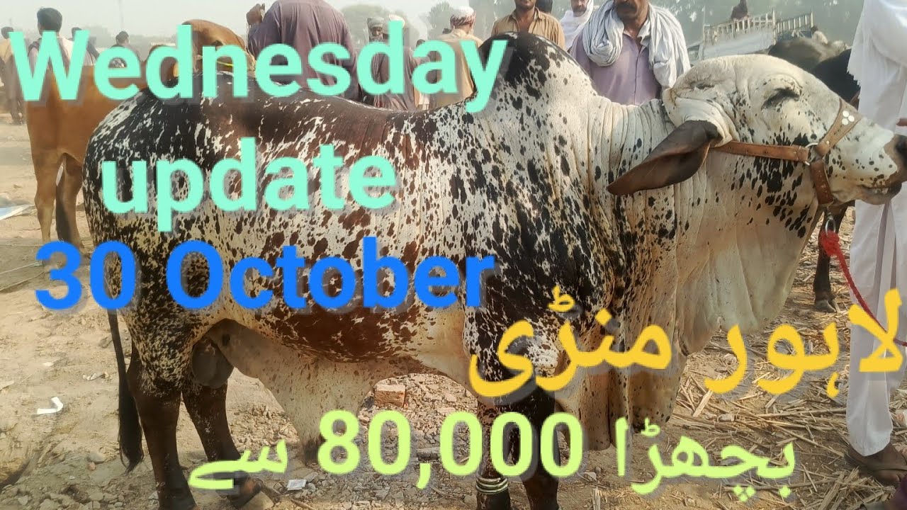 Wednesday update|Wednesday Lahore shahpur kanjra mandi|90 day Wacha farming in pakistan|