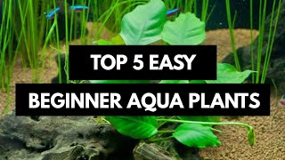 No co2, No Substrate and Low Light Plants Fits for any Aquarium...