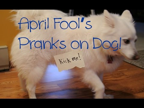 pulling-pranks-on-my-dog-for-april-fool's-day!