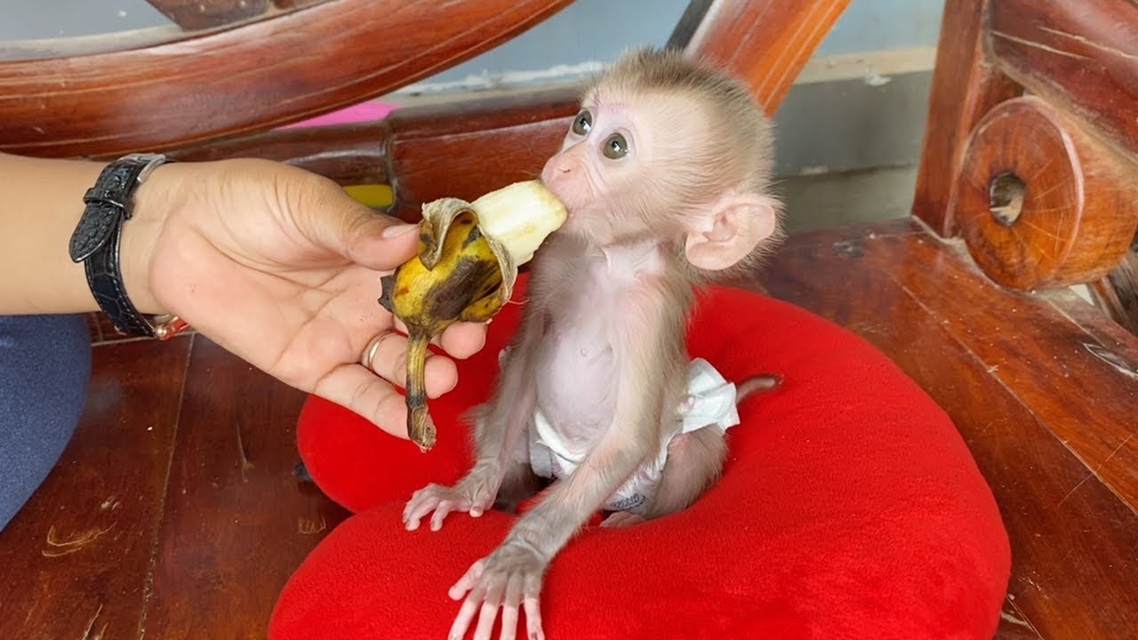 Mom Feeding Banana For Lil Dorn In Afternoon