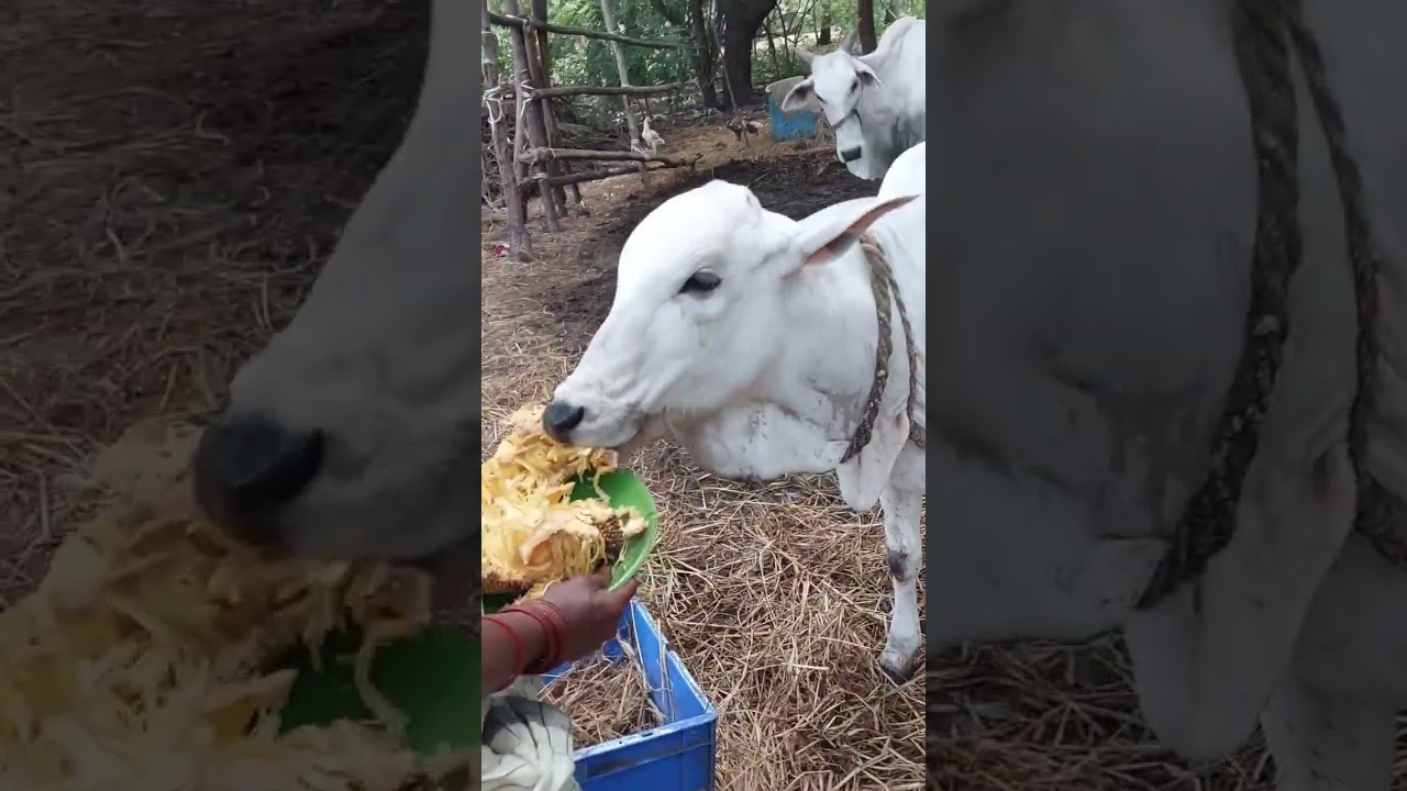 Jackfruit finished like this☺️🫣Miraithe ela disposal chestharu 🙂😇 