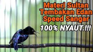 KOLIBRI NINJA GACOR FULL TEMBAKAN TAJAM SUARA JERNIH RAPAT COCOK BUAT MASTERAN AGAR IKUT NYAUT