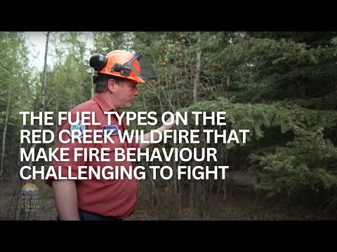 Fuels and fire behaviour on Red Creek wildfire