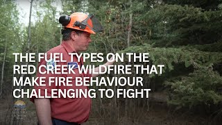 Fuels and fire behaviour on Red Creek wildfire