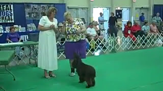 2013 PREMIER Top Ten and Top Junior Finals | United Kennel Club