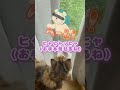 クラッキングがヘムヘムすぎて猫に怒られる猫可愛いすぎwww
