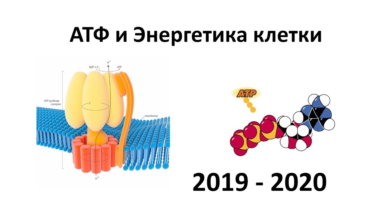 5. АТФ и энергетика (9 или 10-11 класс) - биология, подготовка к ЕГЭ и ОГЭ 2020