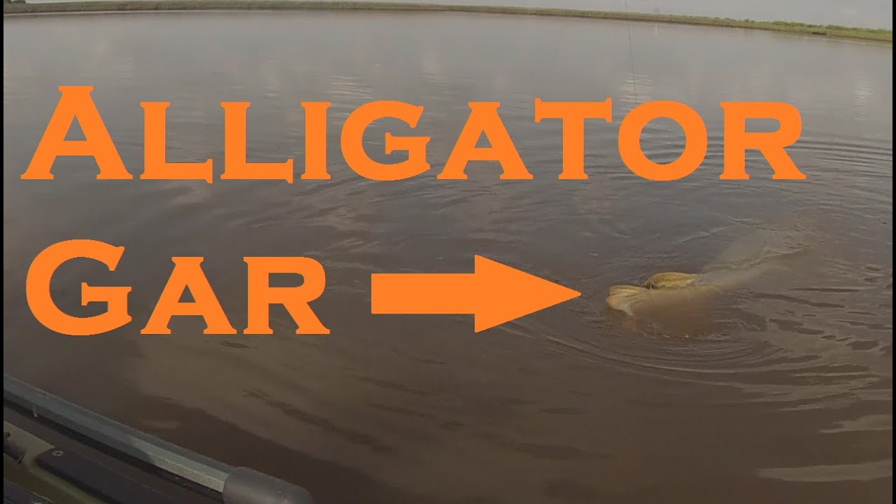 Huge Alligator Gar from the Kayak! Kayak Fishing YouTube