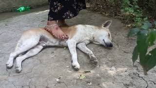 My Dog Is Very Happy Because I Mage His Belly And Fun With Him