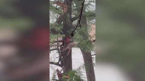 Center Point man rescues woman clinging to tree in raging Guadalupe River