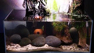 Aquarium Rescape - UNS Fish Tank - Checkered Cichlids