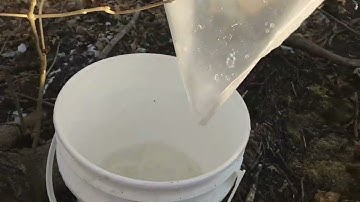 MAKING MAPLE SYRUP 2022: COLLECTING MAPLE SAP