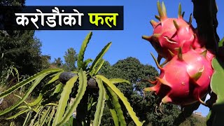 एउटै झ्याङबाट लाखौं आम्दनी, नेपालमै फल्यो अनौठो फल | Dragon Fruit Farming in Nepal