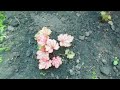 #гортензия#розы#гейхеры Малоуходный сад