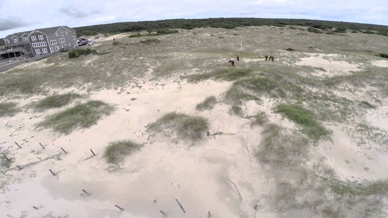 Outer Banks Wild Horses - Corolla, NC Official Visitor Information