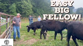 Beginners Try To Load Cattle!