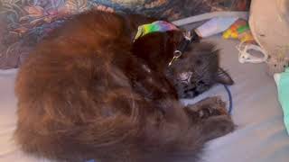  SusuWatari Sleeping in #highdefination #voidcat #hd #4k #blackcat #pride #sleepycat #purr #aww 