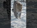 Only 100 Left… The Ghost of the Forest is Disappearing 🐆❄️