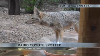 Suspected rabid coyote spotted on Tucson's west side