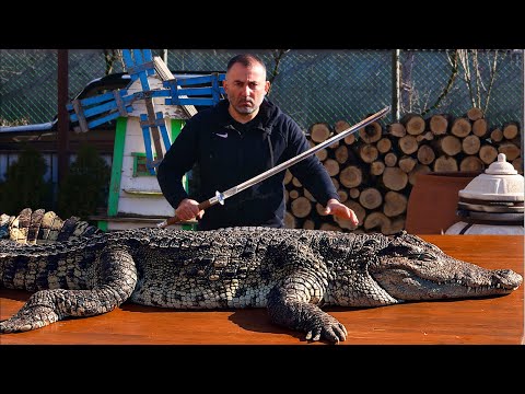 Видео: Къде е размерът на крокодила?