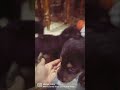 Dog lover 🐶#youtubeshorts #shorts #doglover