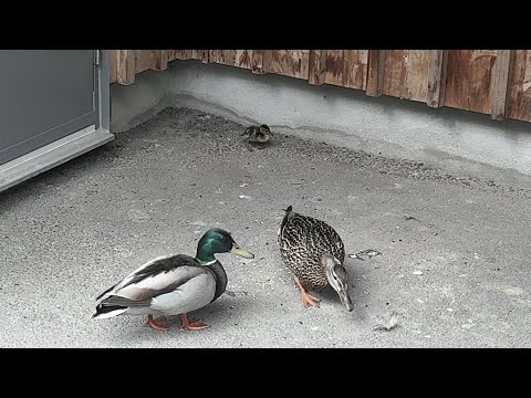 Drake and Daisy Bring Their Only Duckling 🦆🦆🐥