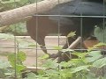 カエルを食べる