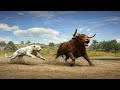 RDR2 - 4 jaguar attack a wild bull amazing moment ep.39