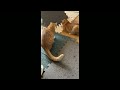 猫の惑星行ってみた