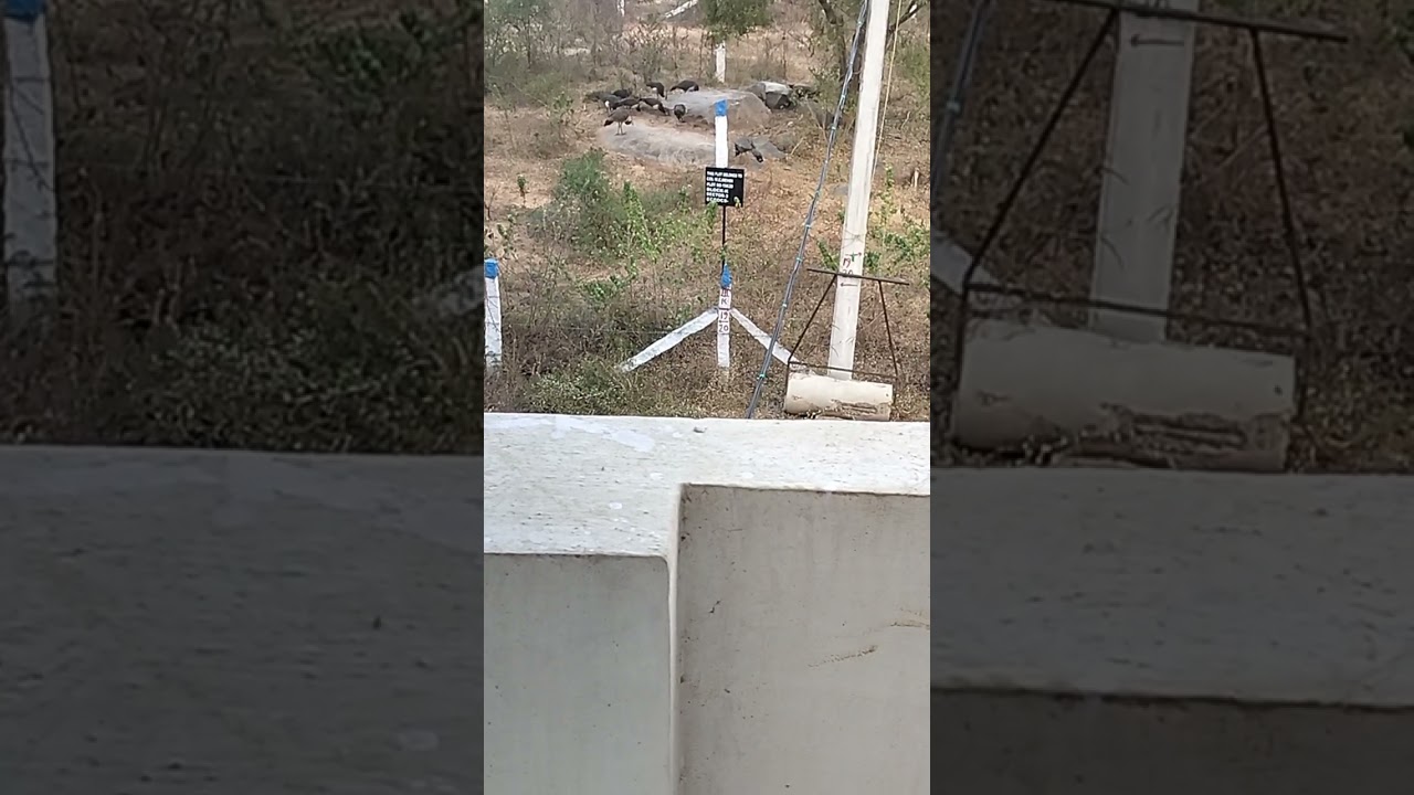 MR REVANTH REDDY. HONOURABLE CHIEF MINISTER. AN APPEAL. SAVE PEACOCKS . CONVERT GOVT LAND. SANCTUARY