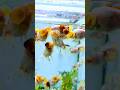 🔥 Baba Lisiz Fish World | Amazing Aquarium Collection 🐠 #fishlover #shortsfeed #vairalvideo