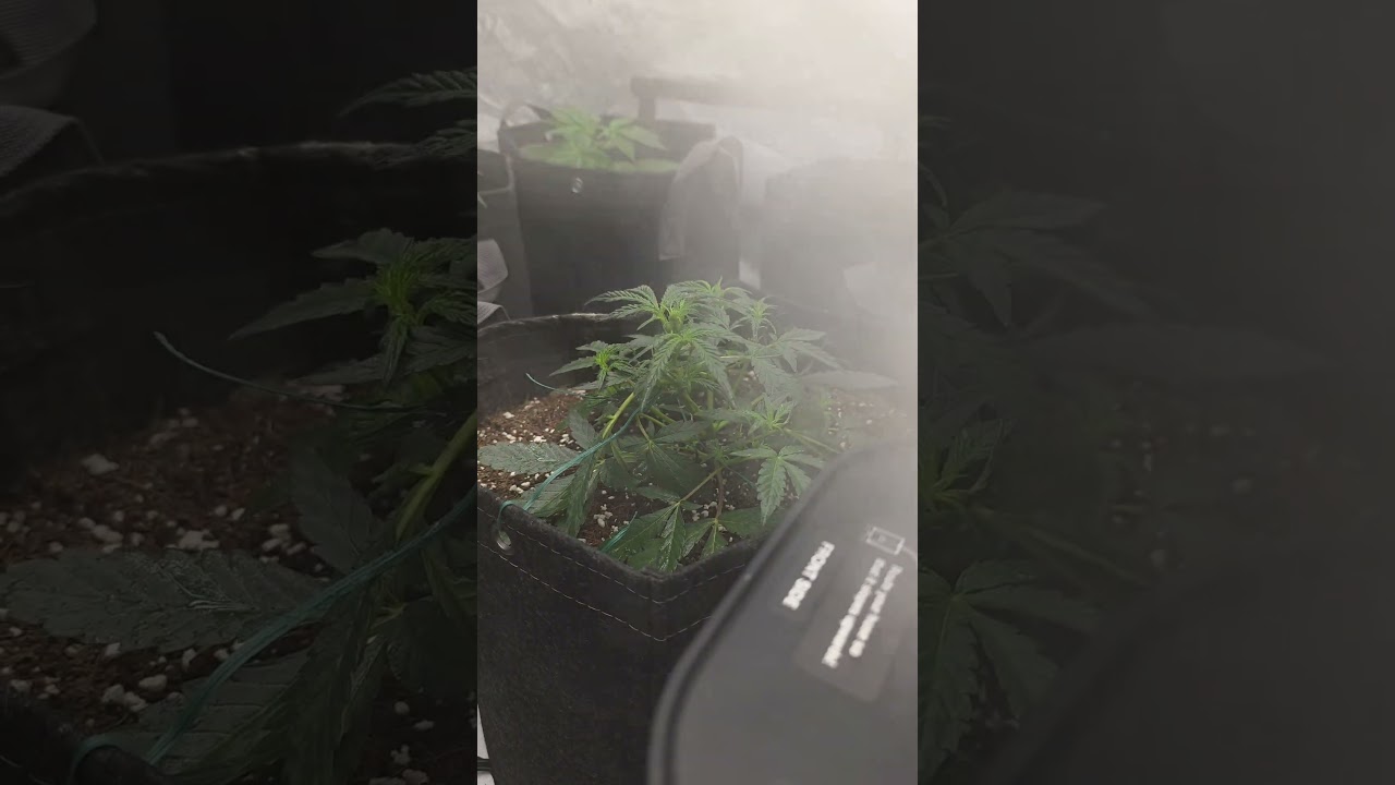 autoflowers week 4