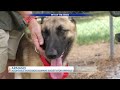 PURINA PRESENTS: Meet Armand in pet of the Week