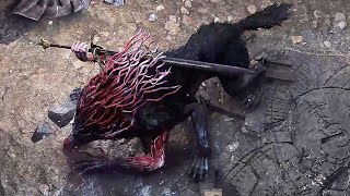 Path of Exile 2 - Act 1 Final Boss Fight (Count Geonor, The Putrid Wolf)