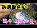 誘捕器成功! 蝸牛1晚抓25隻 魚菜共生  成長日記   line 0921104500