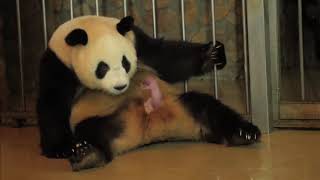 Panda mating and giving birth