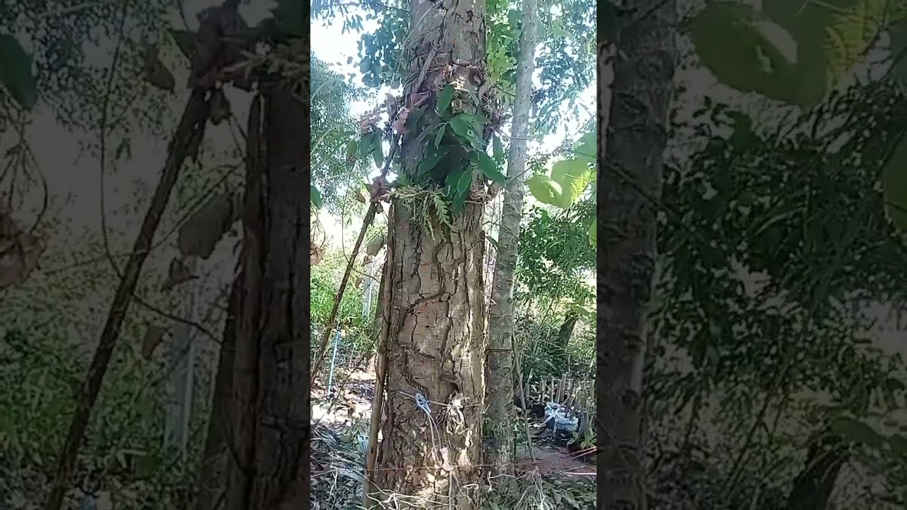 เพาะกล้าหมาก 8/1/2569