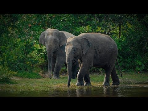 camboya mapa Asian Elephant - Cambodia