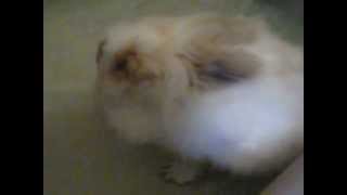 Rabbit's First Bath