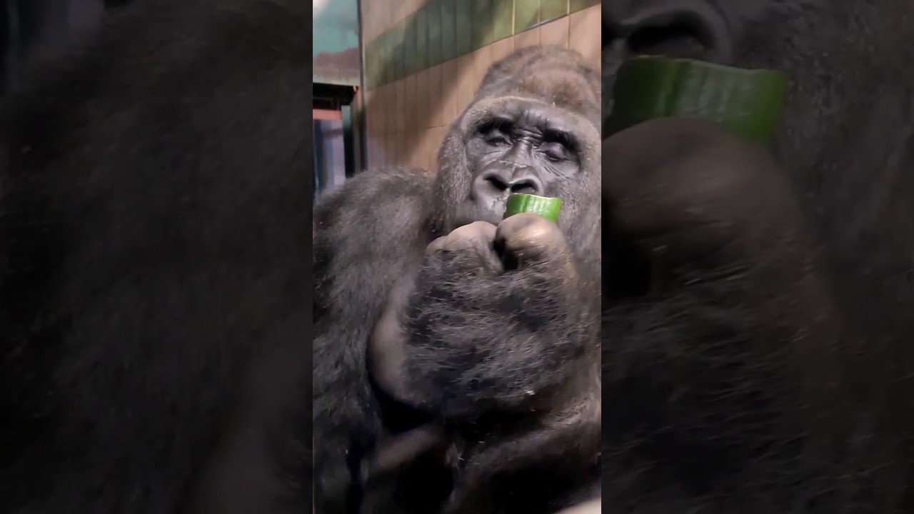 This silverback is enjoying a crunchy cucumber! 