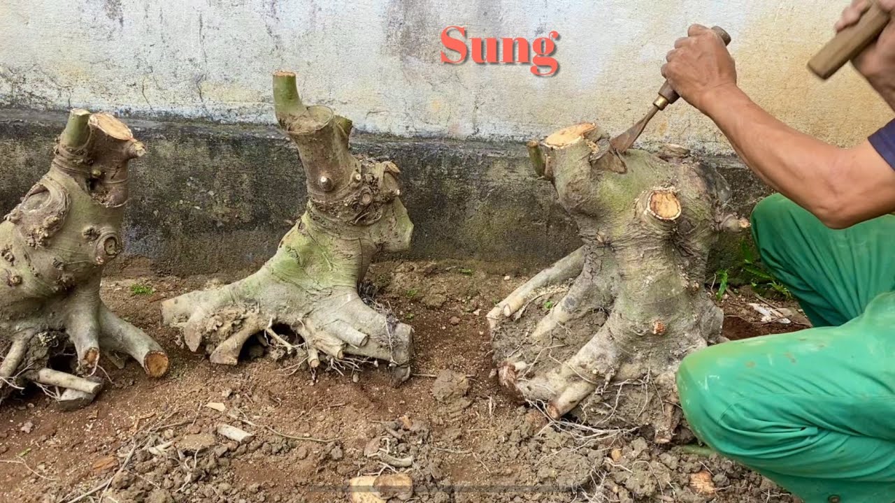 Tập 899/phôi sung cắt giật rất kỹ