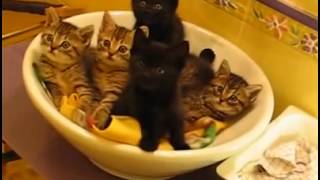 Смешные котята видео Смешные котята видео