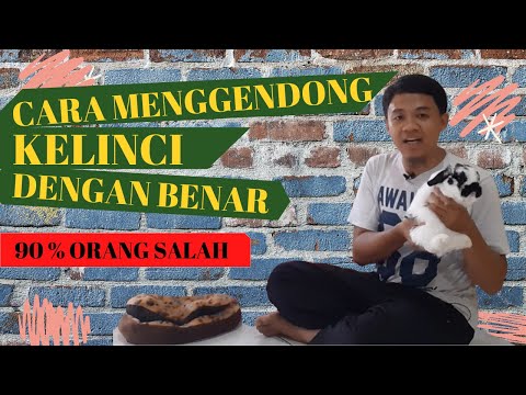 Video: Bagaimana Cara Menghukum Kelinci?