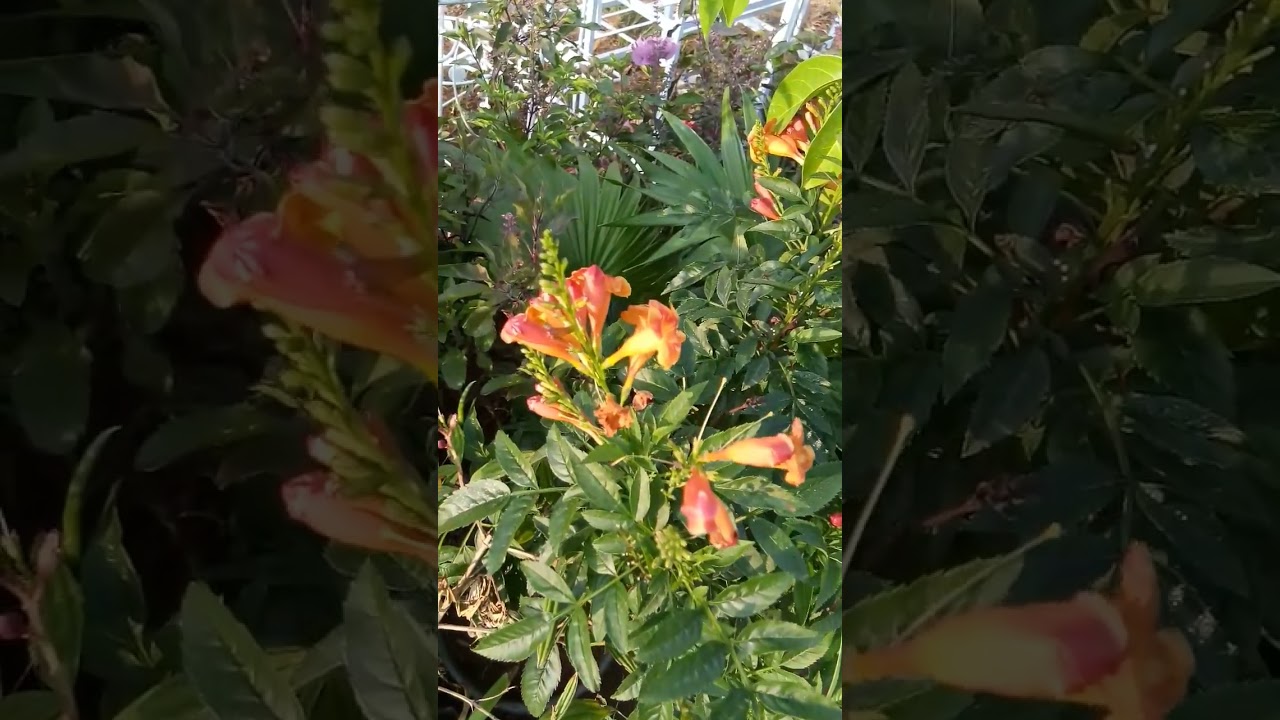 TECOMA CAPENSIS BEAUTIFUL ORANGE COLOR FLOWERS 
