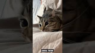 CAT *SAVES* HUMAN FROM BLANKETMONSTER 👏😂😺 #cat #viral #shorts